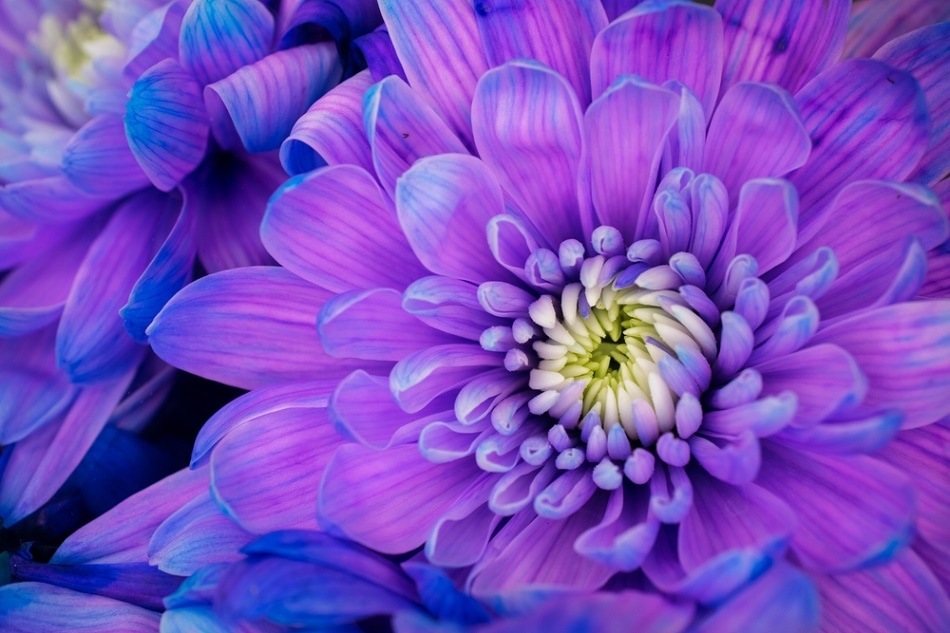 Using Spectroscopy and Kubelka-Munk Theory to Examine Flower Color