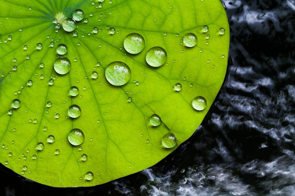 lotus cleaning self leaf nature effect nanotechnology surface superhydrophobic repellent biomimetics water inspired coatings explained surfaces waterproof shutterstock create metals