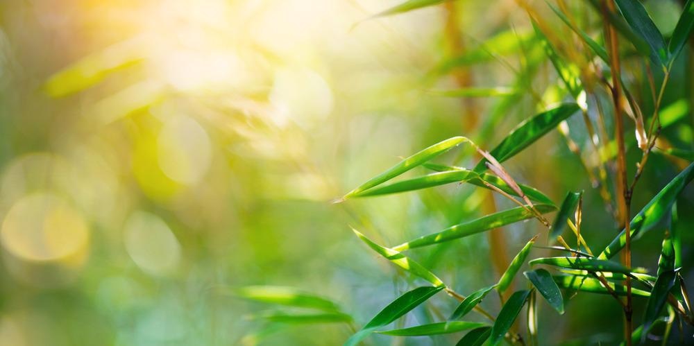How a Spent Oil Heat Treatment Can Help Preserve Bamboo