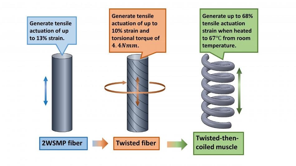 New Two-Way Shape Memory Polymer Fiber Improves Tensile Actuation ...