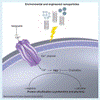 Nanoparticles Exposure Can Trigger Autoimmune Diseases