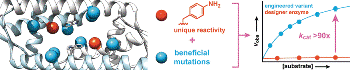 Evolution of Designer Enzyme Having Unnatural Catalytic Amino Acid