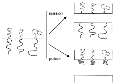 AZoM - metals, ceramics, polymers and composites : Block copolymers tend to organise with the two blocks, shown as continuous and dashed lines, on either side of the interface. Chain pullout can be distinguished from scission by positions of the blocks on the fracture surfaces.