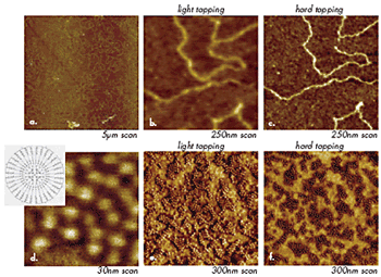 Height images of DNA macromolecules on mica. Images in (b) and (c) were obtained at the same location at different tip-forces. (d) – (f) Height images of macromolecules of liquid crystalline carbosilane dendrimer on Si substrate. A sketch of the chemical structure of these molecules is shown in the insert in (d). Images in (e) and (f) were obtained at the same location at different tip-forces.